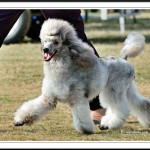 Poodle
