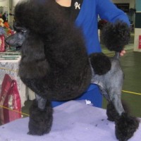 Ch The Black Diamond of Whitout