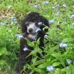 Poodle