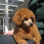 Poodle