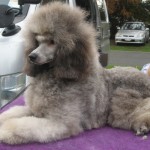 Poodle