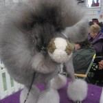 Poodle
