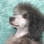 Poodle