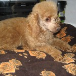 Poodle