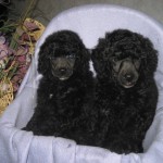Poodle