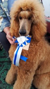 Zayne POG